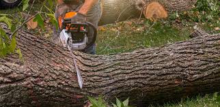 Reliable Pine Grove Mills, PA  Tree Services Solutions