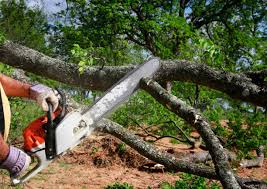 Best Tree Trimming and Pruning  in Pine Grove Mills, PA