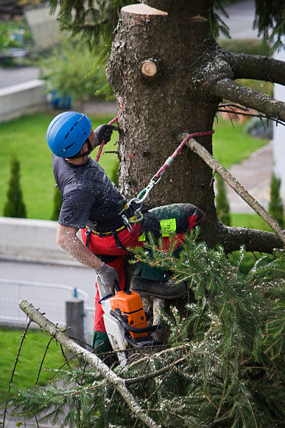 Best Tree and Shrub Care  in Pine Grove Mills, PA