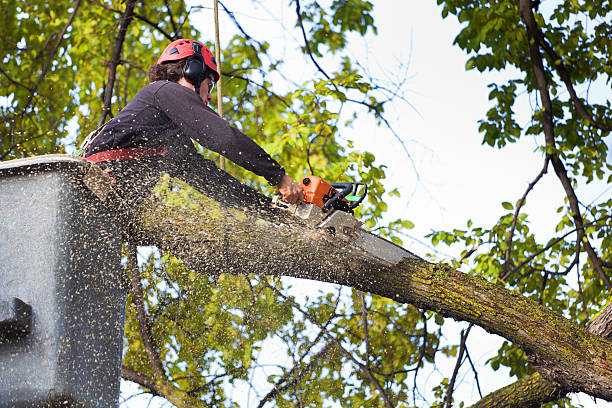 Best Hedge Trimming  in Pine Grove Mills, PA