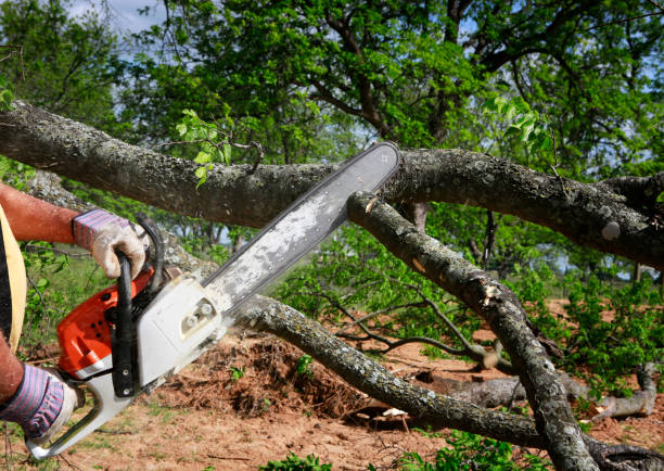 Best Commercial Tree Services  in Pine Grove Mills, PA