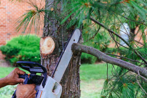 Why Choose Our Tree Removal Services in Pine Grove Mills, PA?